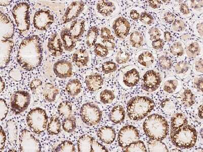 Immunohistochemistry-Paraffin: CGREF1 Antibody [NBP2-97367]