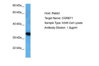 Western Blot: CGREF1 Antibody [NBP2-84669]