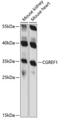 Western Blot: CGREF1 AntibodyAzide and BSA Free [NBP2-92188]