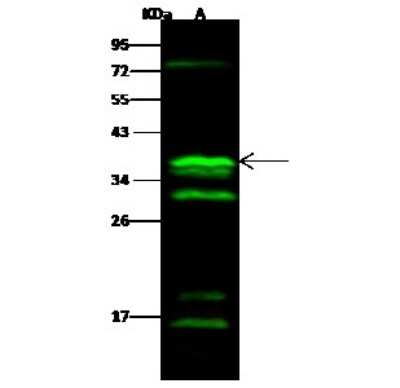 Western Blot: CGREF1 Antibody [NBP2-99923]