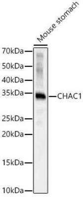 Western Blot: CHAC1 AntibodyAzide and BSA Free [NBP3-05047]