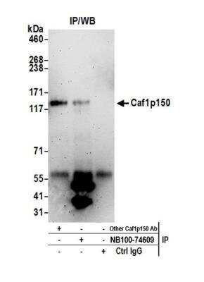 Immunoprecipitation: CHAF1A Antibody [NB100-74609]
