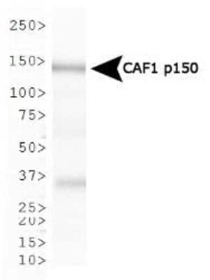 Western Blot: CHAF1A Antibody (SS 1 1-13) [NB500-207]