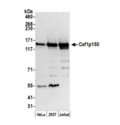 Western Blot: CHAF1A Antibody [NB100-74609]