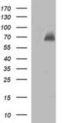 Western Blot: CHAF1B Antibody (OTI4F7)Azide and BSA Free [NBP2-71366]