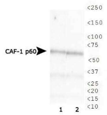 Western Blot: CHAF1B Antibody (SS 24 1-68) [NB500-211]