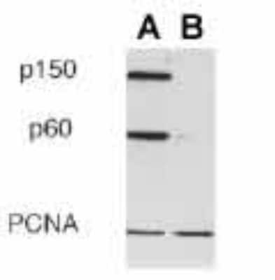 Knockdown Validated: CHAF1B Antibody (SS 53) [NB500-212]