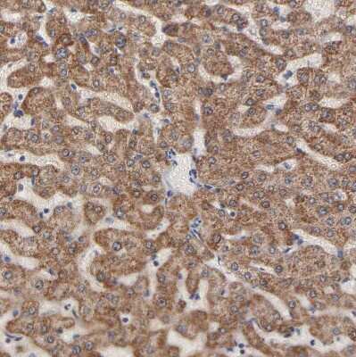 Immunohistochemistry-Paraffin: CHCHD10 Antibody [NBP1-91169]
