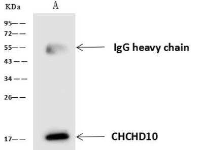 Immunoprecipitation: CHCHD10 Antibody [NBP3-05898]