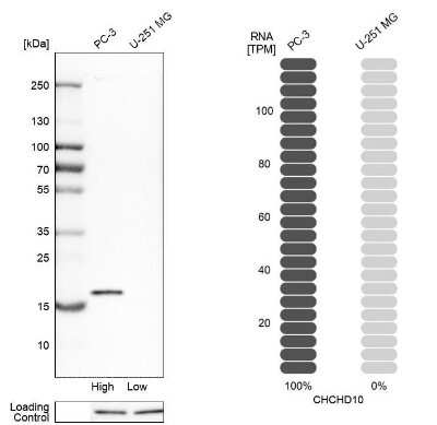 Western Blot: CHCHD10 Antibody [NBP1-91169]