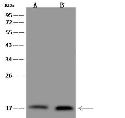 Western Blot: CHCHD10 Antibody [NBP3-05898]