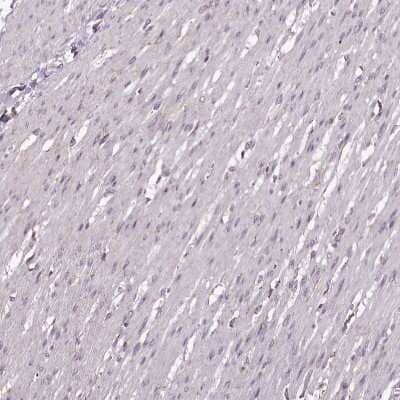 Immunohistochemistry-Paraffin: CHCHD2 Antibody [NBP1-94106]
