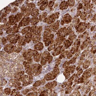 Immunohistochemistry-Paraffin: CHCHD2 Antibody [NBP1-94106]