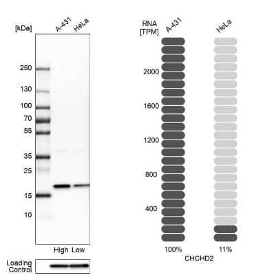 Western Blot: CHCHD2 Antibody [NBP1-94106]