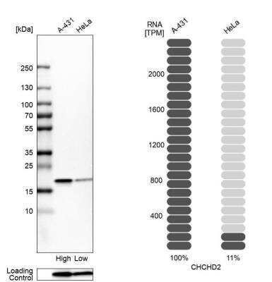 Western Blot: CHCHD2 Antibody [NBP2-57181]