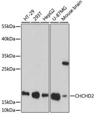 Western Blot: CHCHD2 AntibodyAzide and BSA Free [NBP2-92335]