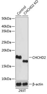 Western Blot: CHCHD2 AntibodyAzide and BSA Free [NBP2-92335]