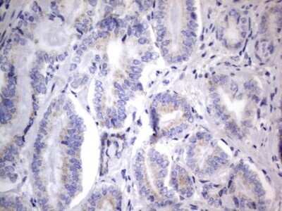 Immunohistochemistry: CHCHD3 Antibody (OTI7G4) - Azide and BSA Free [NBP2-71975]