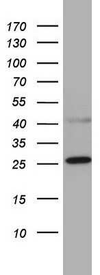 Western Blot: CHCHD3 Antibody (OTI7G4)Azide and BSA Free [NBP2-71975]