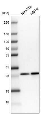 Western Blot: CHCHD3 Antibody [NBP1-83656]
