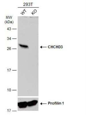 Western Blot: CHCHD3 Antibody [NBP2-21606]