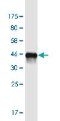 Western Blot: CHCHD4 Antibody (6C9) [H00131474-M01-100ug]