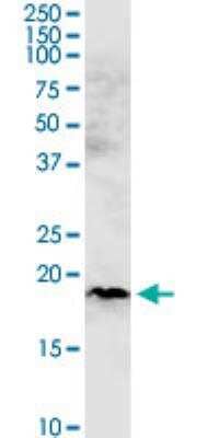 Western Blot: CHCHD4 Antibody (6C9) [H00131474-M01-100ug]