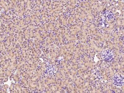 Immunohistochemistry-Paraffin: CHCHD4 Antibody [NBP2-99532]