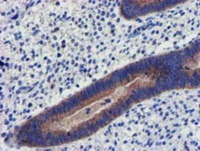 Immunohistochemistry-Paraffin: CHCHD5 Antibody (OTI3H3) [NBP2-03608]