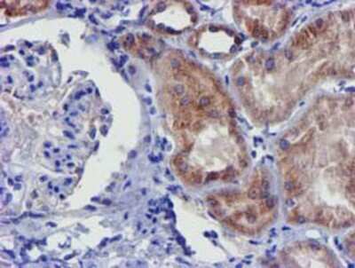 Immunohistochemistry-Paraffin: CHCHD5 Antibody (OTI3H3) [NBP2-03608]