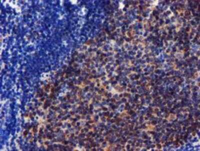 Immunohistochemistry-Paraffin: CHCHD5 Antibody (OTI3H3) [NBP2-03608]