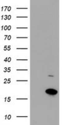 Western Blot: CHCHD5 Antibody (OTI3H3) [NBP2-03608]