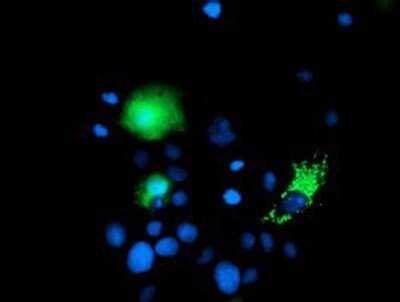 Immunocytochemistry/ Immunofluorescence: CHCHD5 Antibody (OTI3H3) - Azide and BSA Free [NBP2-72289]