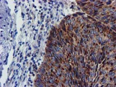Immunohistochemistry: CHCHD5 Antibody (OTI3H3) - Azide and BSA Free [NBP2-72289]