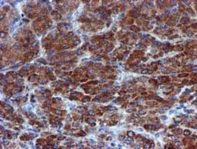 Immunohistochemistry: CHCHD5 Antibody (OTI3H3) - Azide and BSA Free [NBP2-72289]
