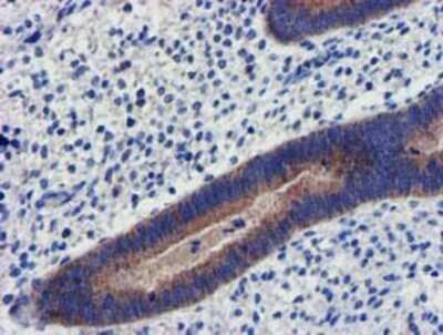 Immunohistochemistry: CHCHD5 Antibody (OTI3H3) - Azide and BSA Free [NBP2-72289]