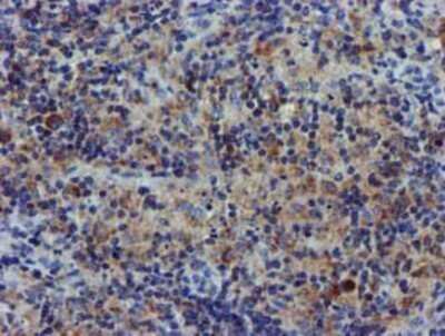 Immunohistochemistry: CHCHD5 Antibody (OTI3H3) - Azide and BSA Free [NBP2-72289]