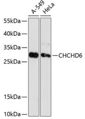 Western Blot: CHCHD6 AntibodyAzide and BSA Free [NBP2-92095]