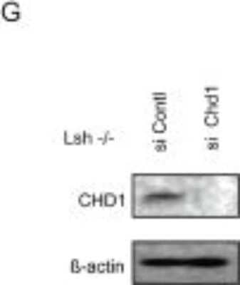 Knockdown Validated: CHD1 Antibody [NB100-60411]
