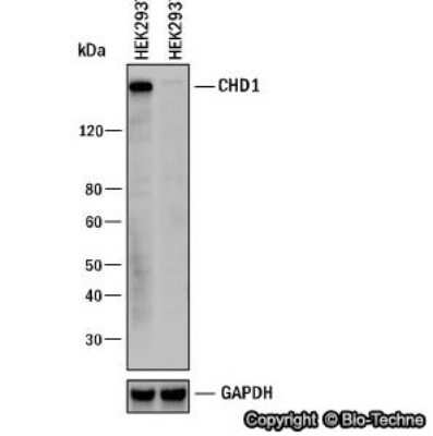 Knockout Validated: CHD1 Antibody [NB100-60411]