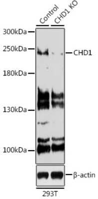 Knockout Validated: CHD1 Antibody - BSA Free [NBP3-02966]