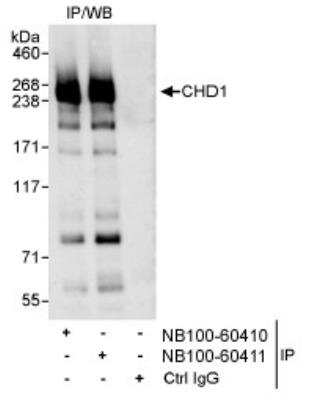 Immunoprecipitation: CHD1 Antibody [NB100-60410]