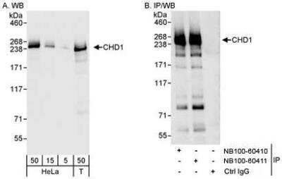 Western Blot: CHD1 Antibody [NB100-60411]