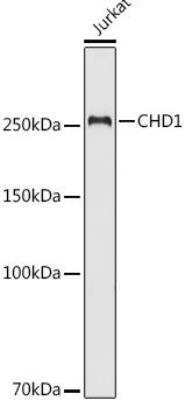 Western Blot: CHD1 AntibodyBSA Free [NBP3-02966]