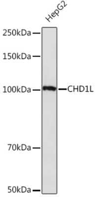 Western Blot: CHD1L Antibody (3C1O9) [NBP3-15541]