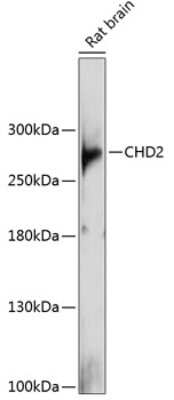 Western Blot: CHD2 AntibodyBSA Free [NBP2-92115]