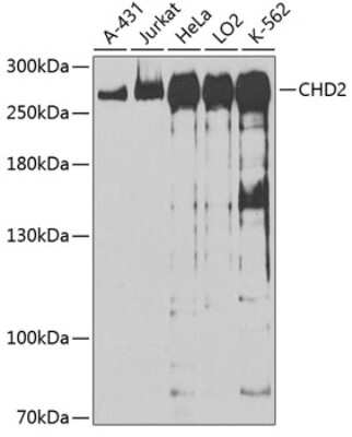 Western Blot: CHD2 AntibodyBSA Free [NBP2-92117]