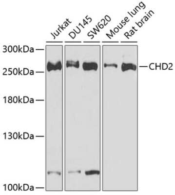 Western Blot: CHD2 AntibodyBSA Free [NBP2-92463]