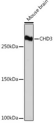 Western Blot: CHD3 Antibody (8Z6L6) [NBP3-16632]