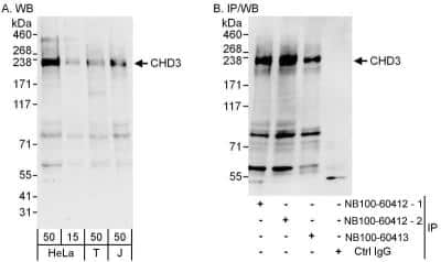 Western Blot: CHD3 Antibody [NB100-60412]